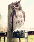 Garden Owl on T-Post Bracket